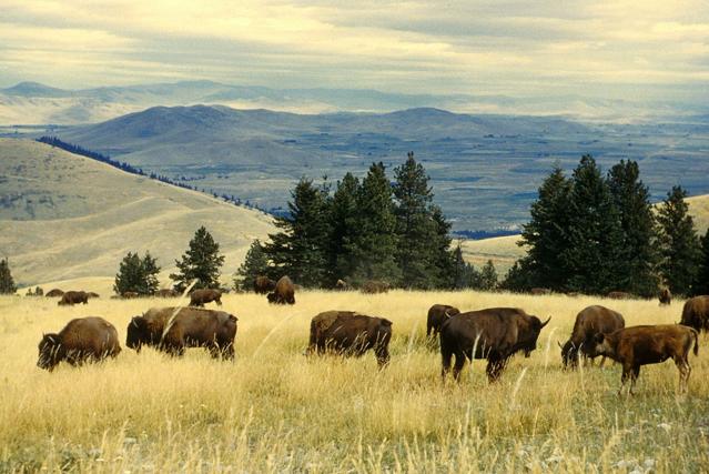 CSKT Bison Range